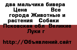 два мальчика бивера › Цена ­ 19 000 - Все города Животные и растения » Собаки   . Псковская обл.,Великие Луки г.